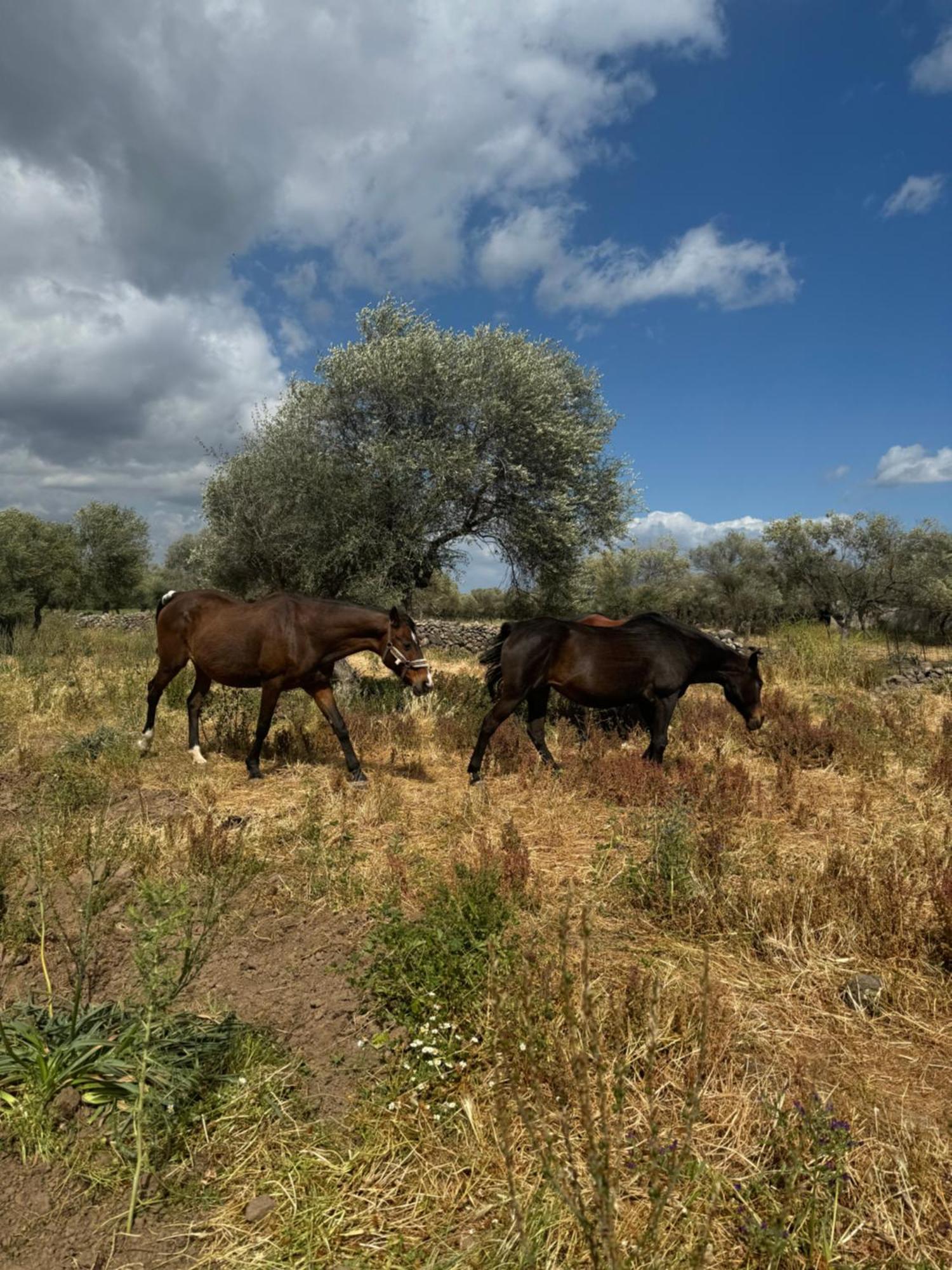 Отель Iloghe Di Marras Loculi Экстерьер фото